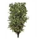 ΠΙΤΟΣΠΟΡΘΜ ΙΤΑΛΙΚΟ 80εκ. PITTOSPORUM ITALIE 80cm